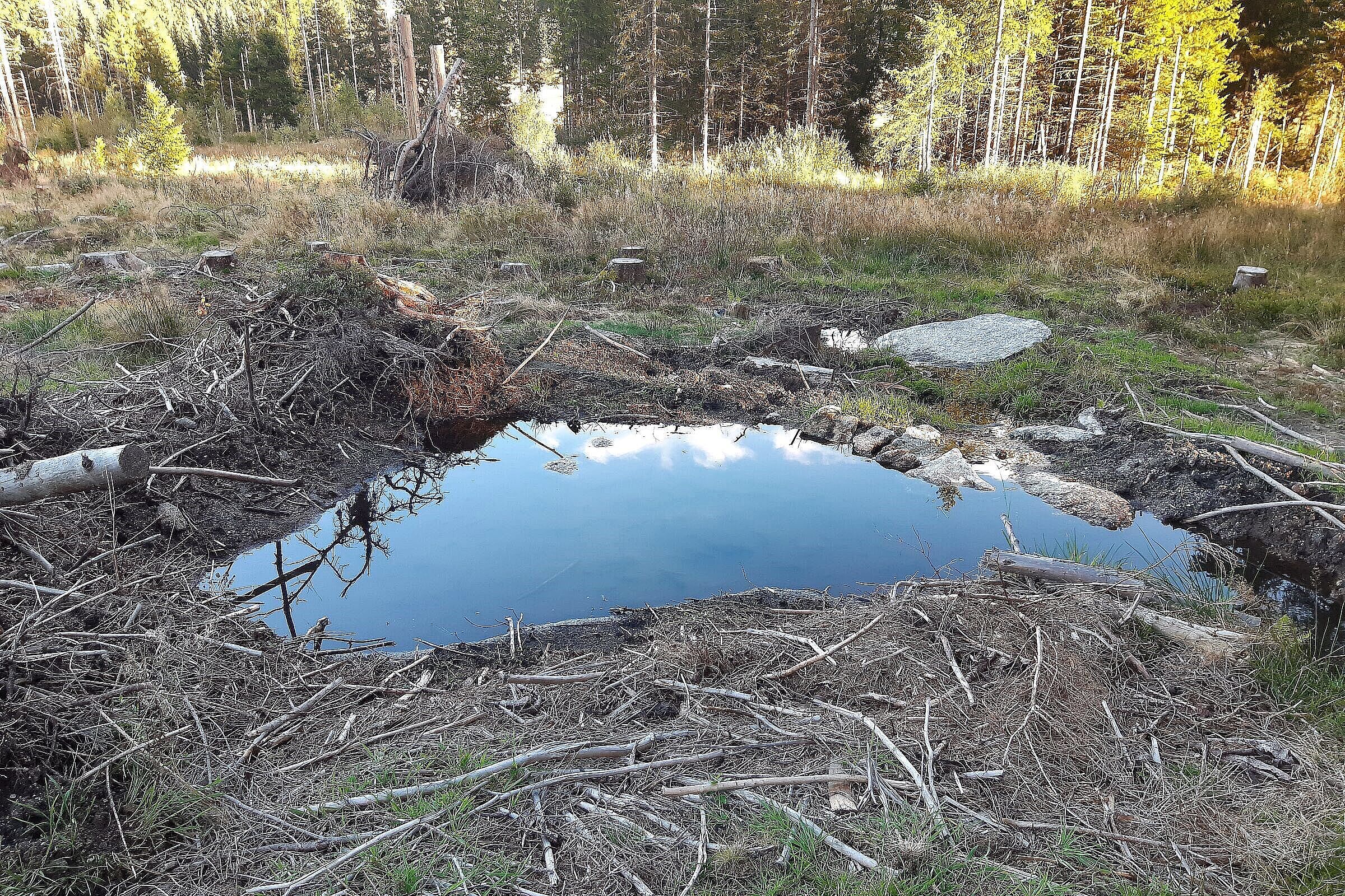 Für Amphibien angelegter Tümpel am Waldrand und Totholzhaufen.