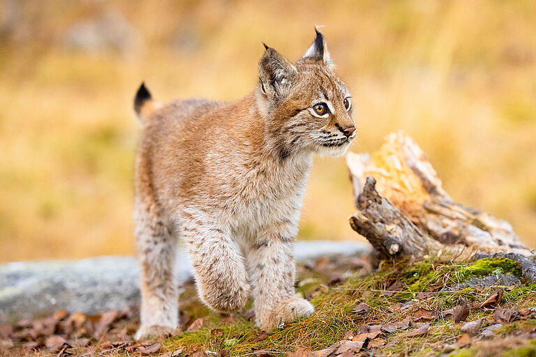 Ein junger Luchs läuft auf die Kamera zu. Der BN fordert daher, illegale Abschüsse von Luchsen stärker zu verfolgen und strikt zu ahnden. (Foto: kjekol/stock.adobe.com)