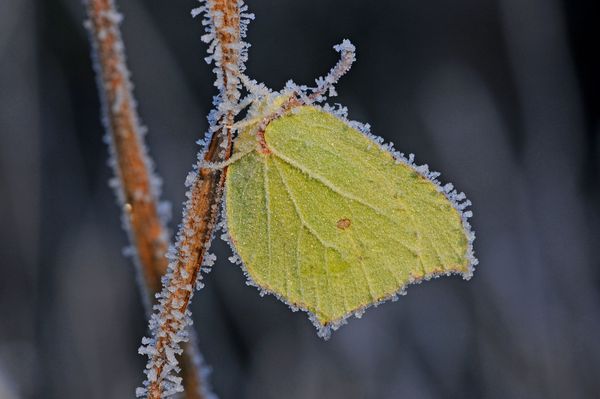 Schmetterlingsgarten: Der Zitronenfalter überlebt den Winter in gefrorenem Zustand. (Foto: Eberhard Pfeuffer)