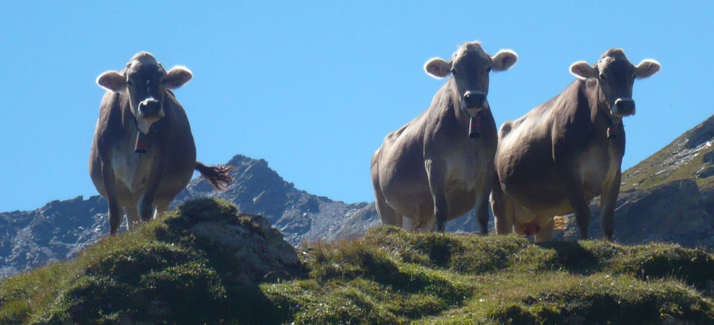 Almwirtschaft in Bayern: Drei Kühe mit Kuhglocken vor Gipfel und blauem Himmel: Die Almwirtschaft prägt das Bild der Alpenlandschaft.