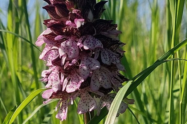 Purpurknabenkraut, Foto Conni Schlosser