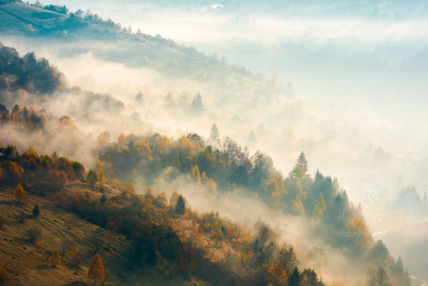 Waldlandschaft im Nebel: Das Bild steht sinnbildlich für den Schwerpunkt "Wald im Wandel". (Foto: Pellinni/stock.adobe.com)