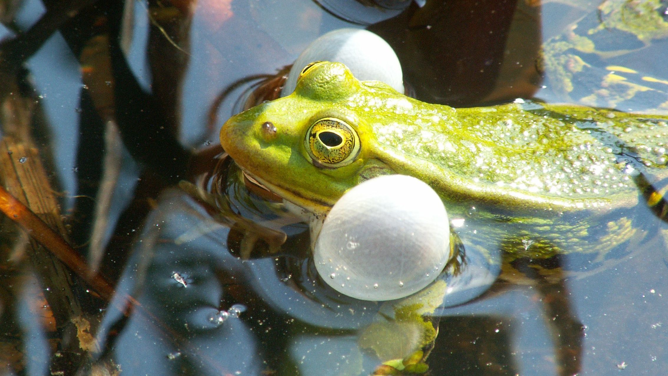 Kleiner Wasserfrosch mit ausgestülpten Schallblasen.