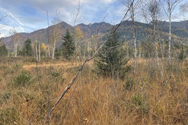 Exkursion OG Achental in die Staudacher Filze