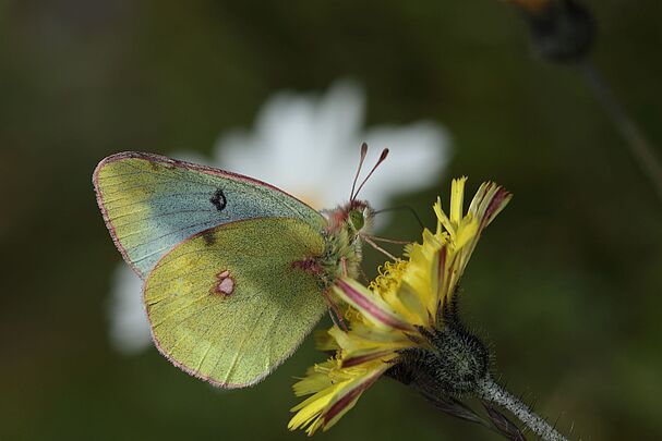 Der Alpengelbling (Colias phicomone)(Foto: Wolfgang Willner)