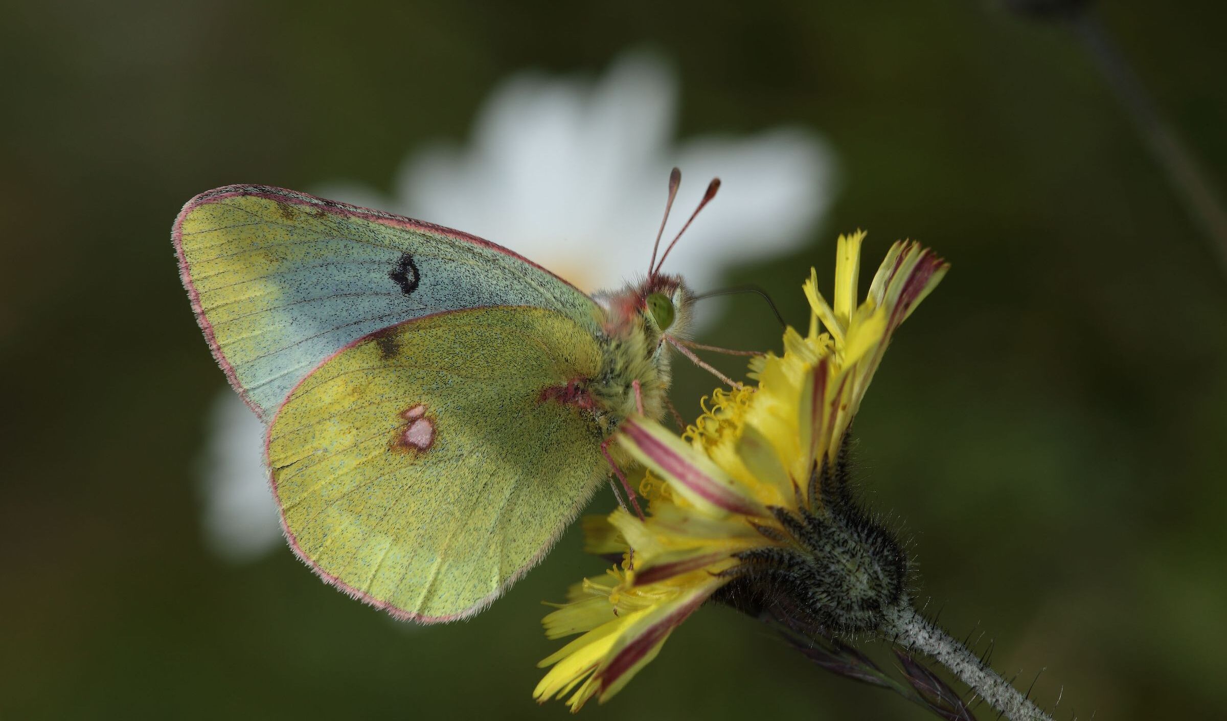 Der Alpengelbling – hier an einer gelben Bergblume – zählt zu den endemischen Alpentieren. (Foto: Wolfgang Willner)
