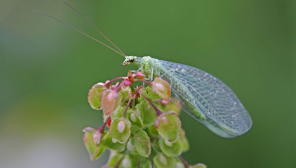 Nützlinge in den Garten locken: Eine Florfliege sitzt auf einem Zweig. (Foto: Juergen Hust/stock.adobe.com)