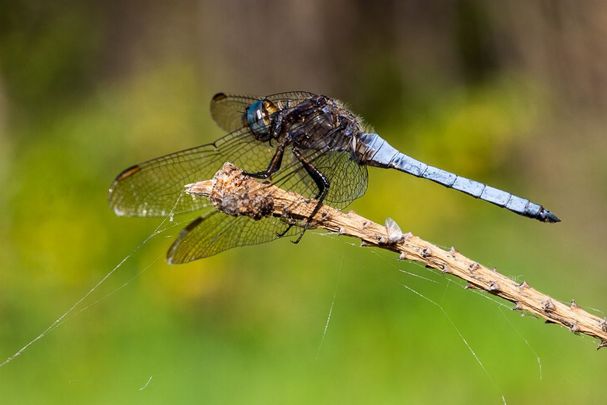 Ein männlicher Kleiner Blaupfeil (Orthetrum coerulescens)