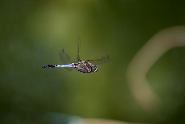 Ein fliegender männlicher Großer Blaupfeil (Orthetrum cancellatum), bei jungen Männchen ist der Hinterleib braun.