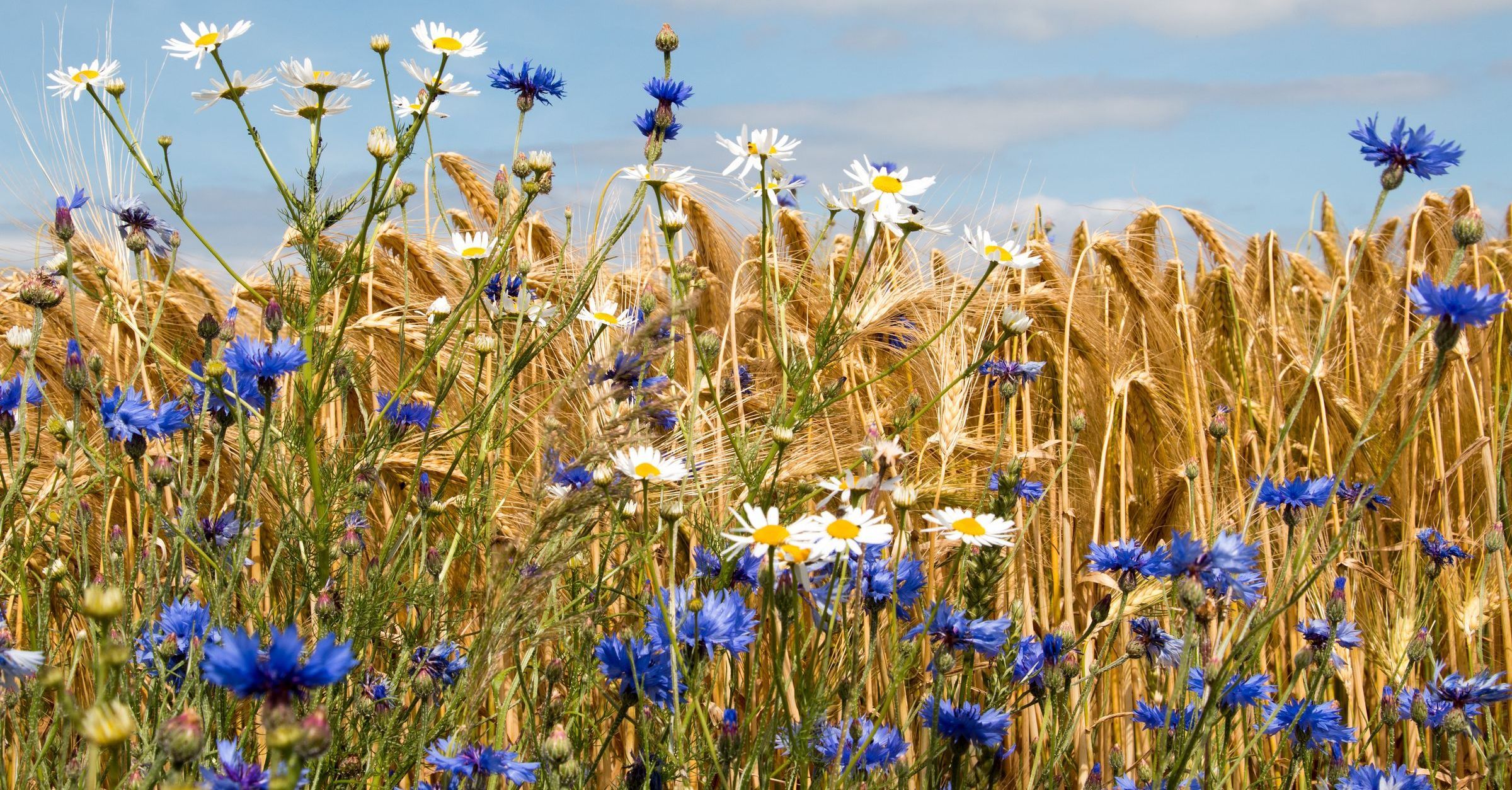 Ackerrandstreifen: Am Rande eines Ackers wächst ein Streifen mit Wildblumen wie blauen Kornblumen und weißen Kamillen. (Foto: Sabine Schoenfeld/stock.adobe.com)