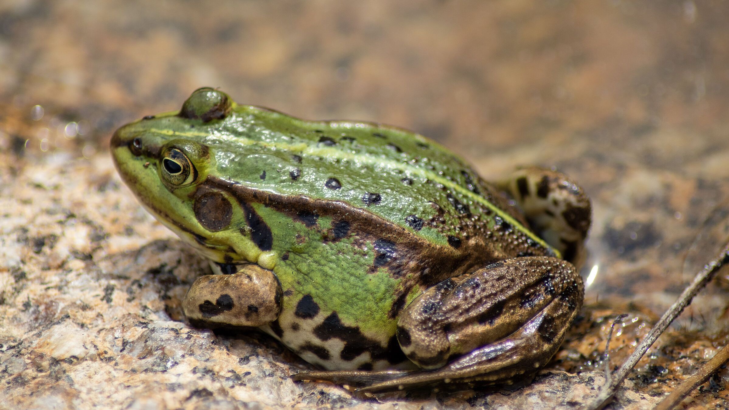 Teichfrosch (Foto: Sonja Kreil)
