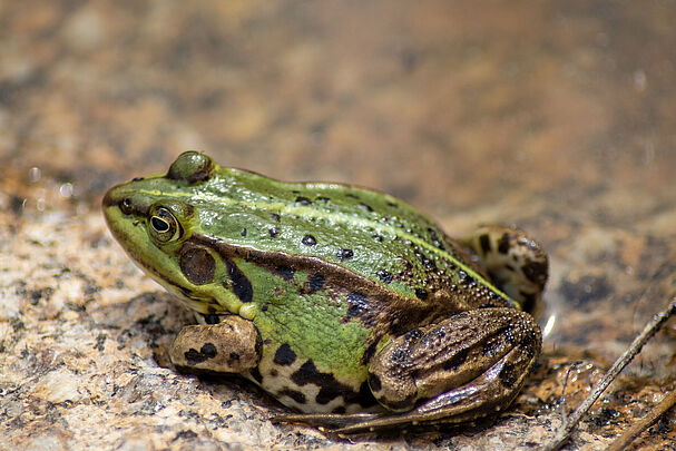 Teichfrosch (Foto: Sonja Kreil)