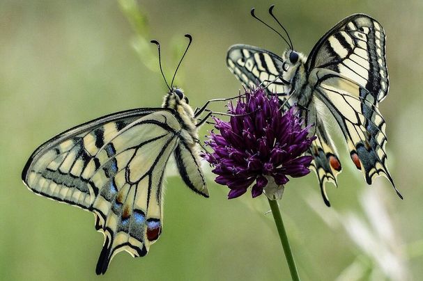 Schwalbenschwanz, Foto Edmar Rothaug
