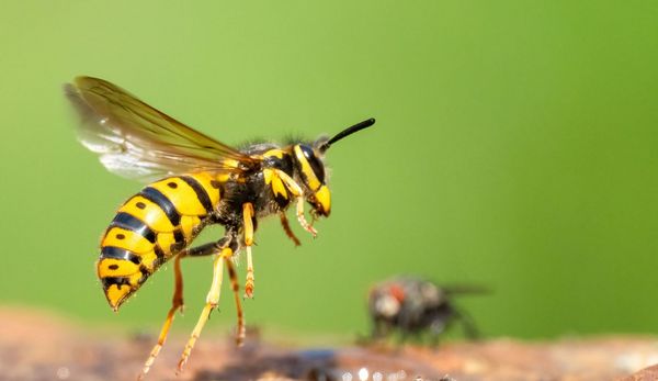 Wespe auf der Jagd fliegt eine Fliege an.