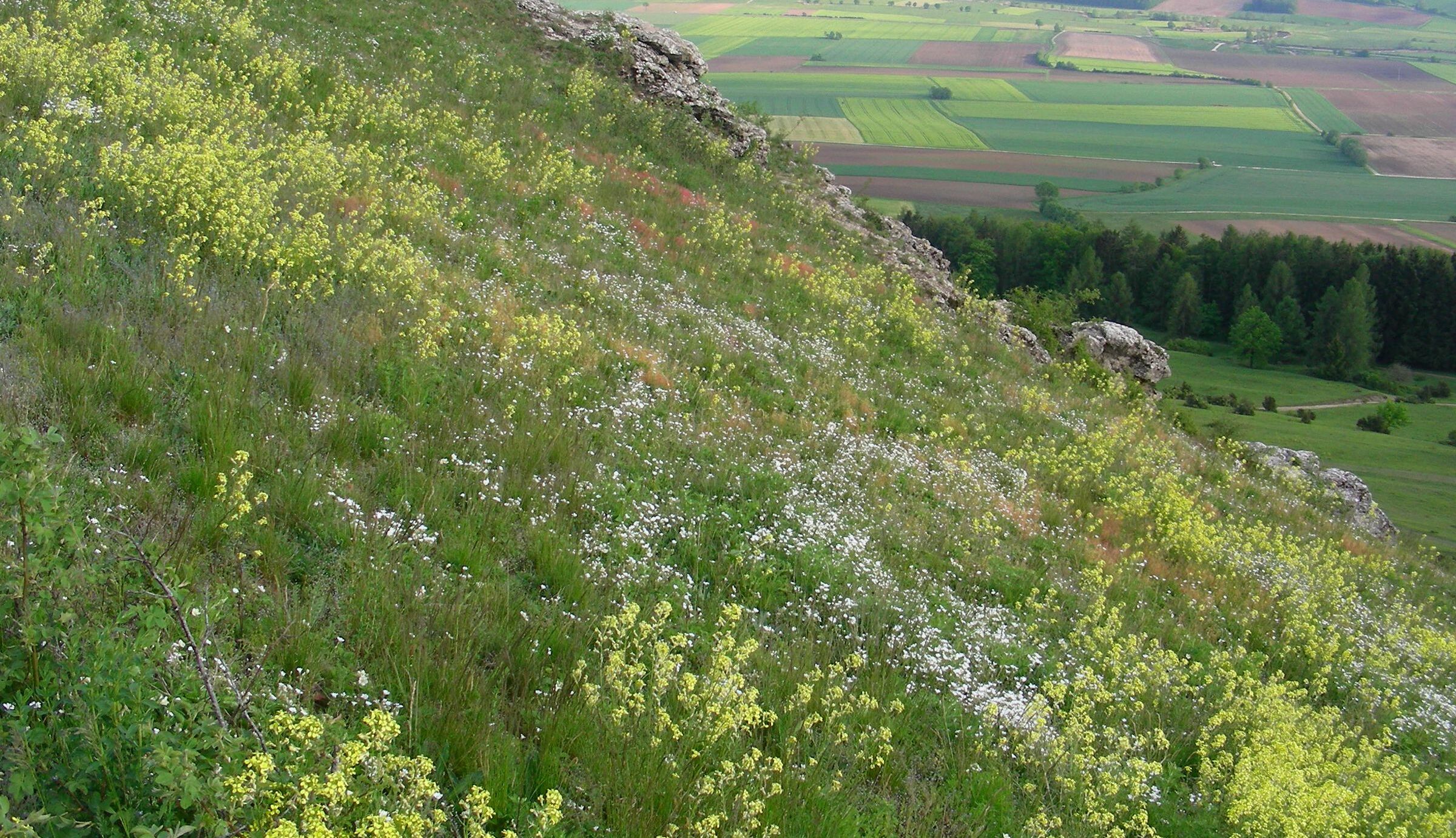 Eine Wiese mit spärlichem Bewuchs an einem steilen Hang mit Felsen. Im Hintergrund Äcker. 