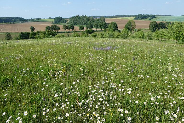Artenvielfalt: Eine blühende Wiese (Foto: Landesanstalt für Landwirtschaft (LfL)