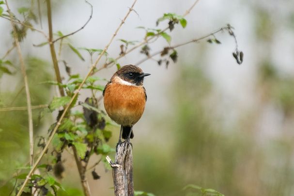 Schwarzkehlchen im Sacker Schnepfensumpf