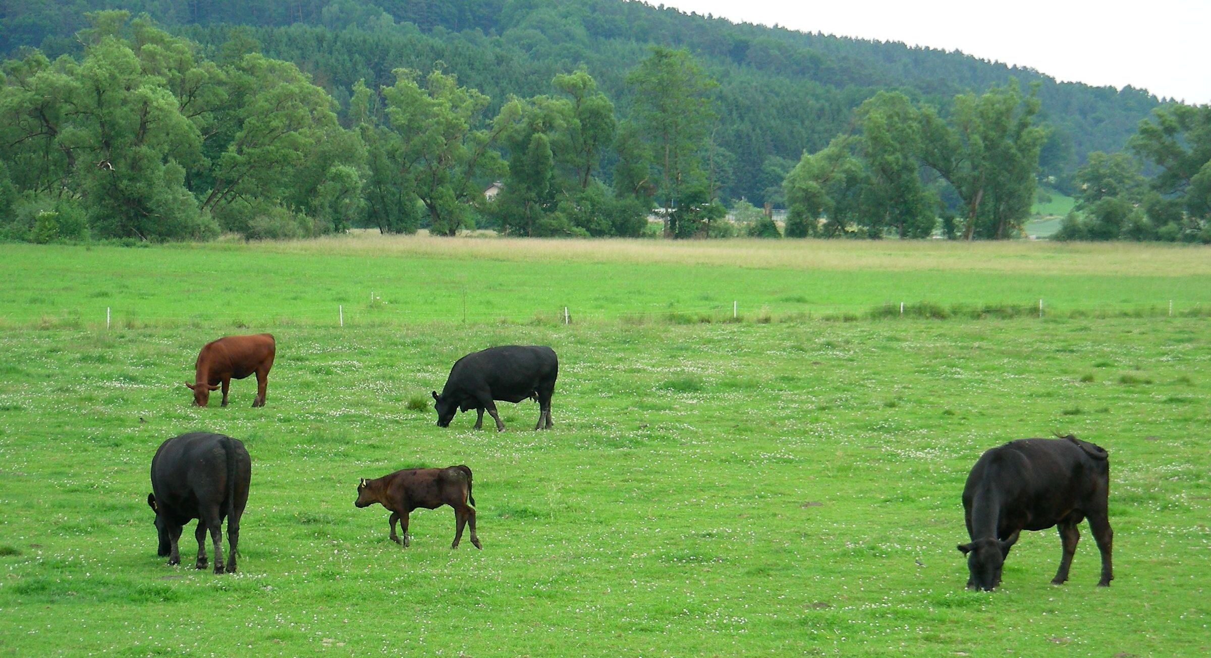 Auf einer Wiese grasen braune und schwarze Kühe und Kälbchen. Das BN-Weideprojekt Frankenwald schützt Grünland durch die Nutzung. (Foto: Inge Steidl)