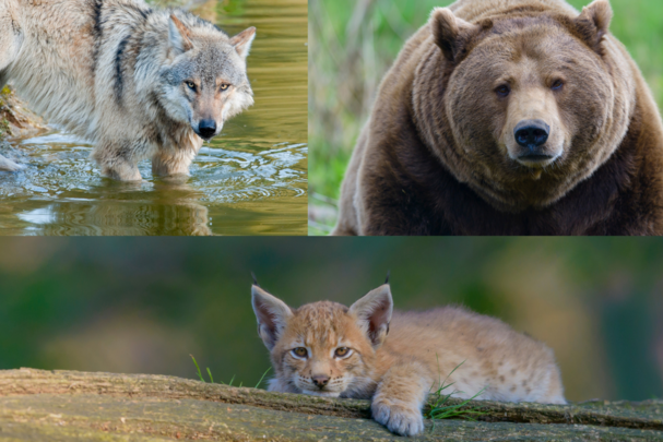 Portraits von Bär, Wolf und Luchs (Fotos: Christoph Bosch)