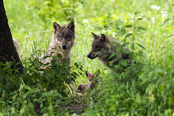 Zwei erwachsene Wölfe sitzen im Gras, ein junger Wolf liegt dazwischen. (Foto: Ralph Frank)