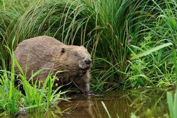 Biber, Foto Berit Arendt, BN