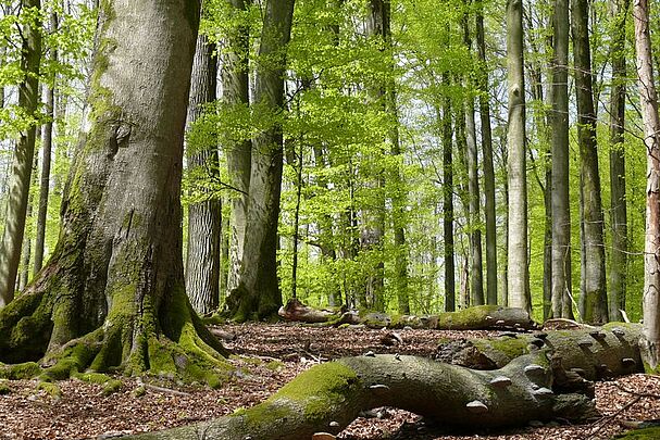 Ein Wald mit dicken Laubbäumen mit viel Totholz mit Pilzen darauf am Boden. (Foto: Michael Kunkel)