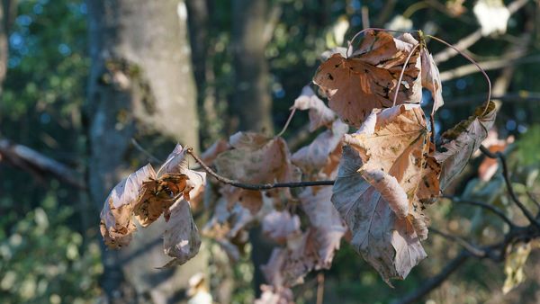 Eingerollte und vergilbte Blätter eines Baumes.