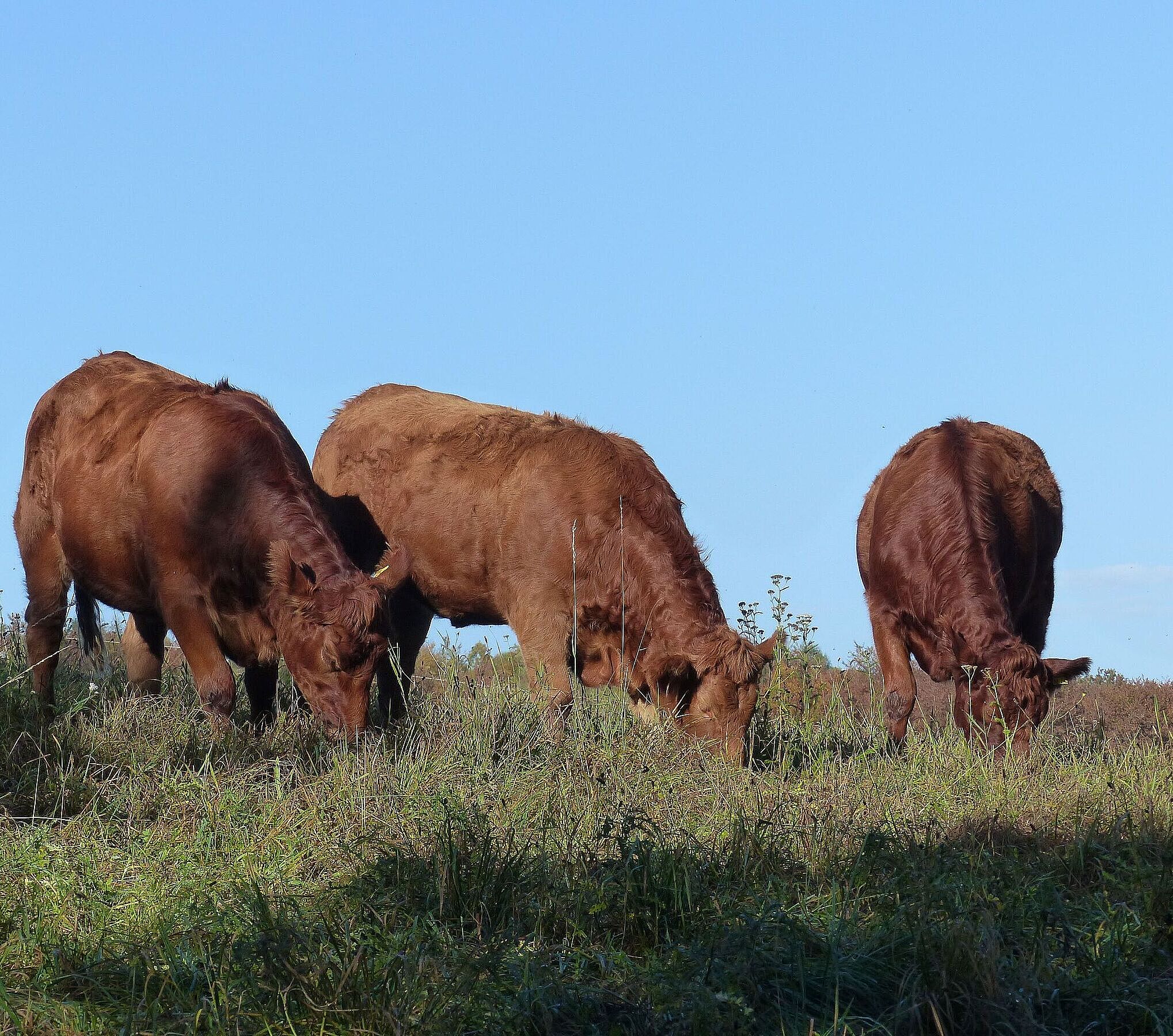Drei braune Rinder grasen auf einer Wiese. Extensive Rinderhaltung ist in der Biosphärenregion Spessart weiterhin möglich und trägt zum Erhalt der Kulturlandschaft bei. (Foto: Dr. Ruth Radl)