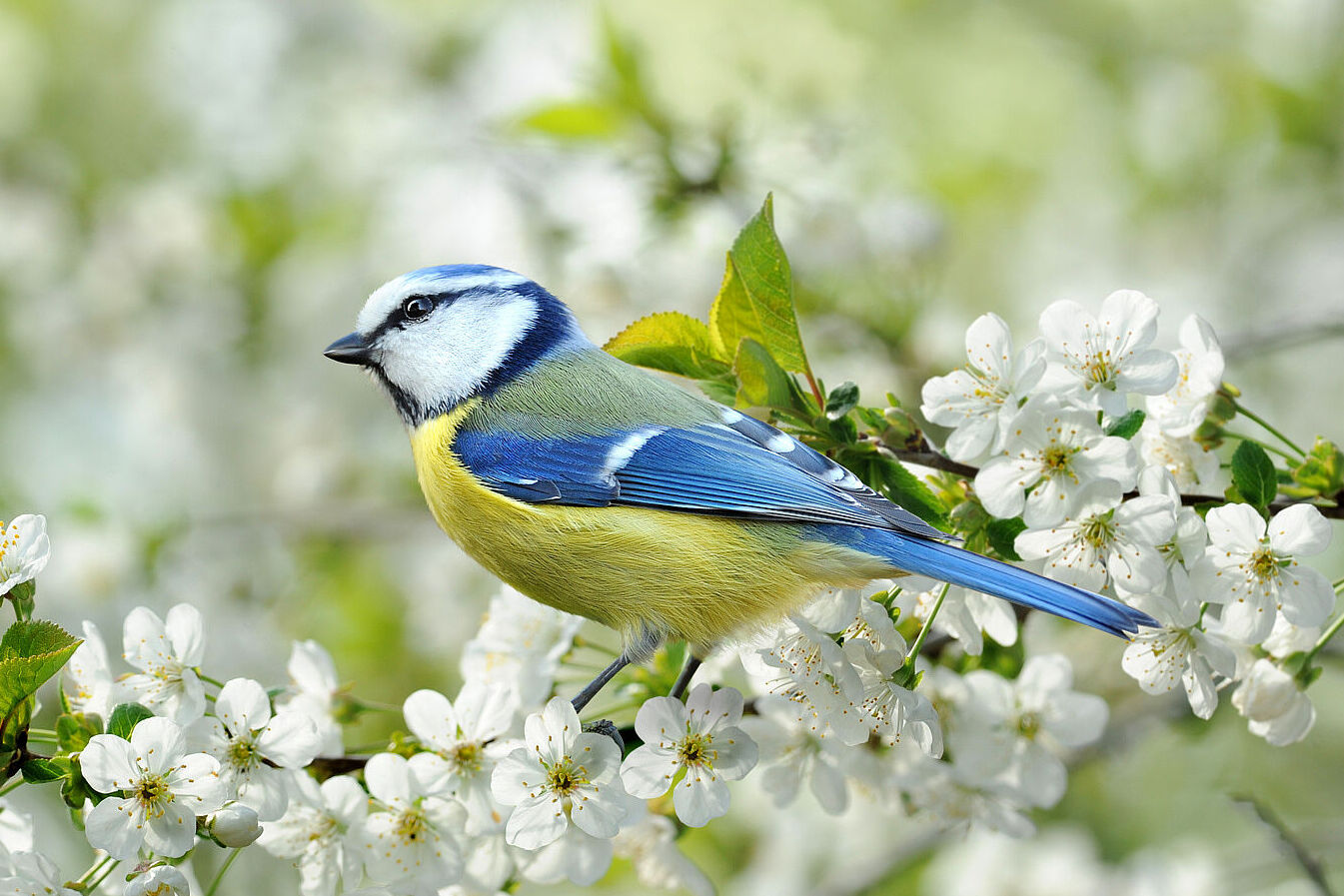 Eine Blaumeise sitzt auf einem blühenden Obstbaumzweig. Der Gesang der Blaumeise ist sehr abwechslungsreich. (Foto: K.-U. Haeßler/fotolia.com) 