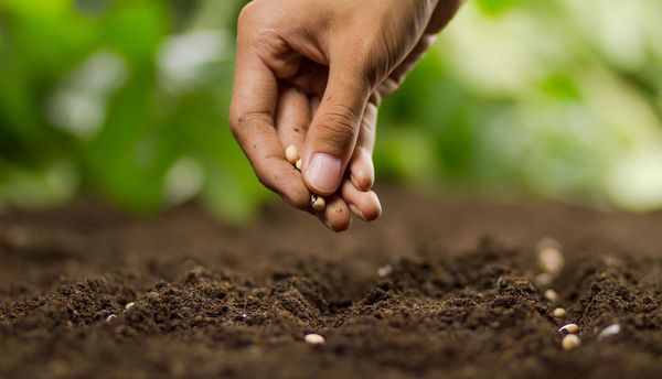 Eine Hand setzt Pflanzensamen in die Erde.