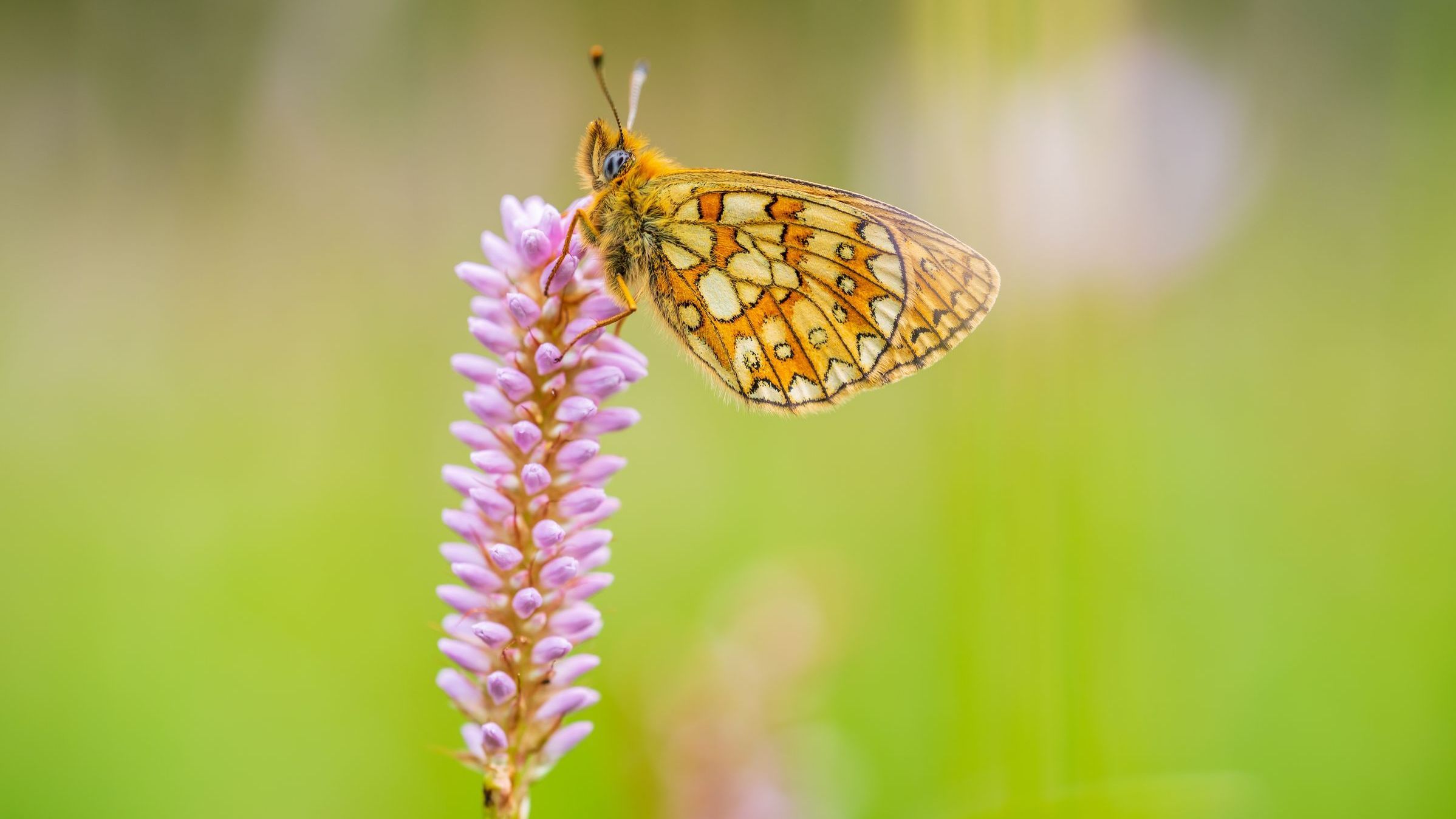 Schlangenknöterich mit Randring-Perlmuttfalter (Boloria eunomia) © Luca Piser Schlangenknöterich mit Randring-Perlmuttfalter (Boloria eunomia) © Luca Piser