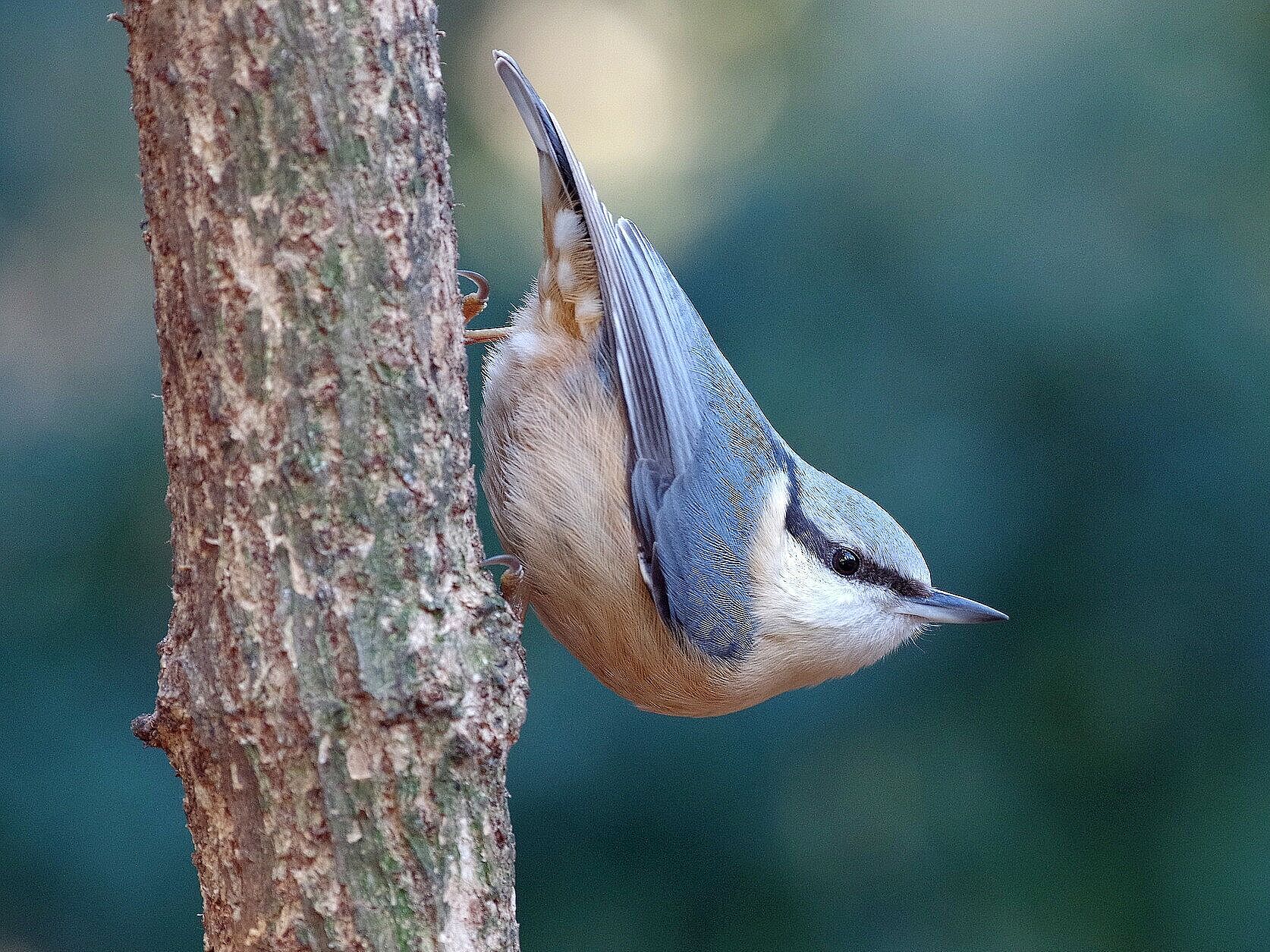 Kleiber (Foto: Pixabay)