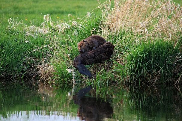 Biber in der Pegnitzaue bei der Fellpflege. Foto: Richard Zeller