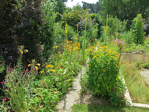 Schmetterlingsgarten: naturnaher Garten mit vielen Blühpflanzen (Foto: Arno Pfeifenberger)