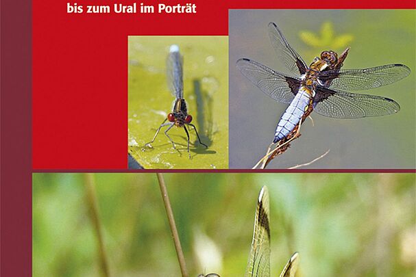 Cover Taschenlexikon der Libellen Europas