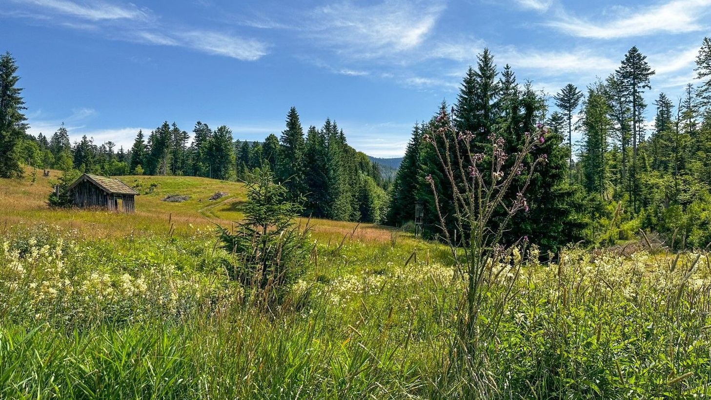Projektfläche "Brennerin" in Neureichenau nach den Maßnahmen im Projekt © Nationales BUND Kompetenzzentrum Grünes Band Projektfläche "Brennerin" in Neureichenau nach den Maßnahmen im Projekt © Nationales BUND Kompetenzzentrum Grünes Band