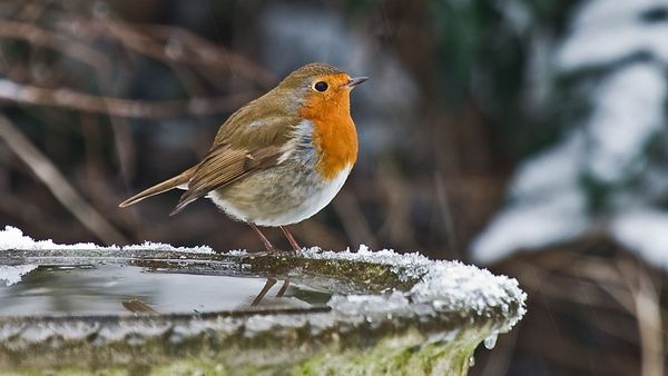 EIn Rotkehlchen sitzt im Winter auf dem Rand einer Wasserschale. 