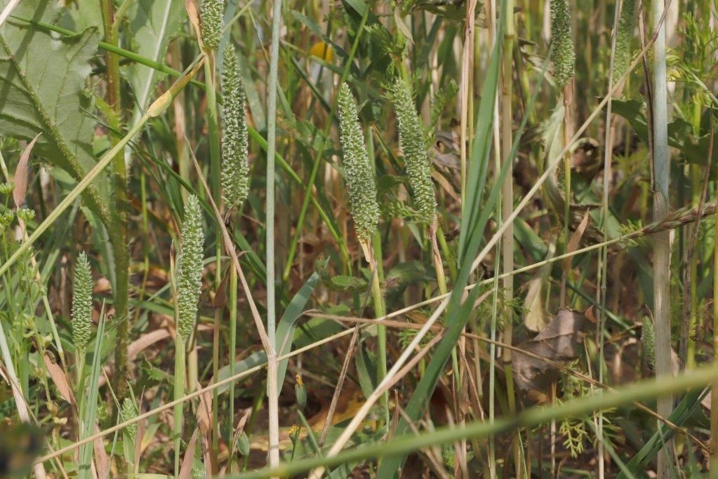 Blick in ein Getreidefeld mit Gräsern