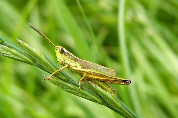 Große Gooldschrecke - Chryso dispar, Foto Ulrich Meßlinger_original.jpg Chryso dispar, Foto Ulrich Meßlinger_original.jpb