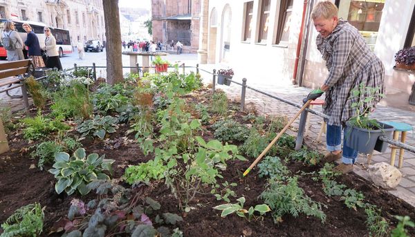 Eine Frau pflegt die Erde einer begrünten Baumscheibe mit einer Harke.
