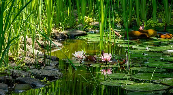 Naturteich im Garten mit einer steinigen Uferzone, flachem und tieferem Wasser (Foto: MarinoDisenko/stock.adobe.com)