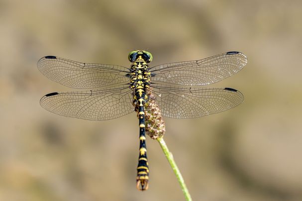 Kleine Zangenlibelle (Foto: H. Inkoferer)
