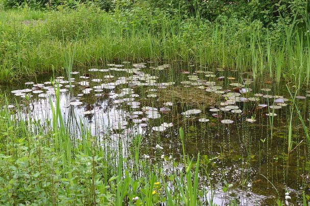 Biotop am Johannes-Heidenhain-Gymnasium
