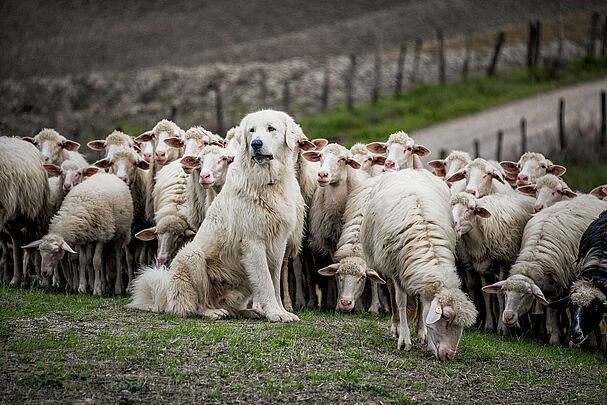 Ein Herdenschutzhund sitzt vor einer Herde Schafen. (Foto: DenisaV/stock.adobe.com) 