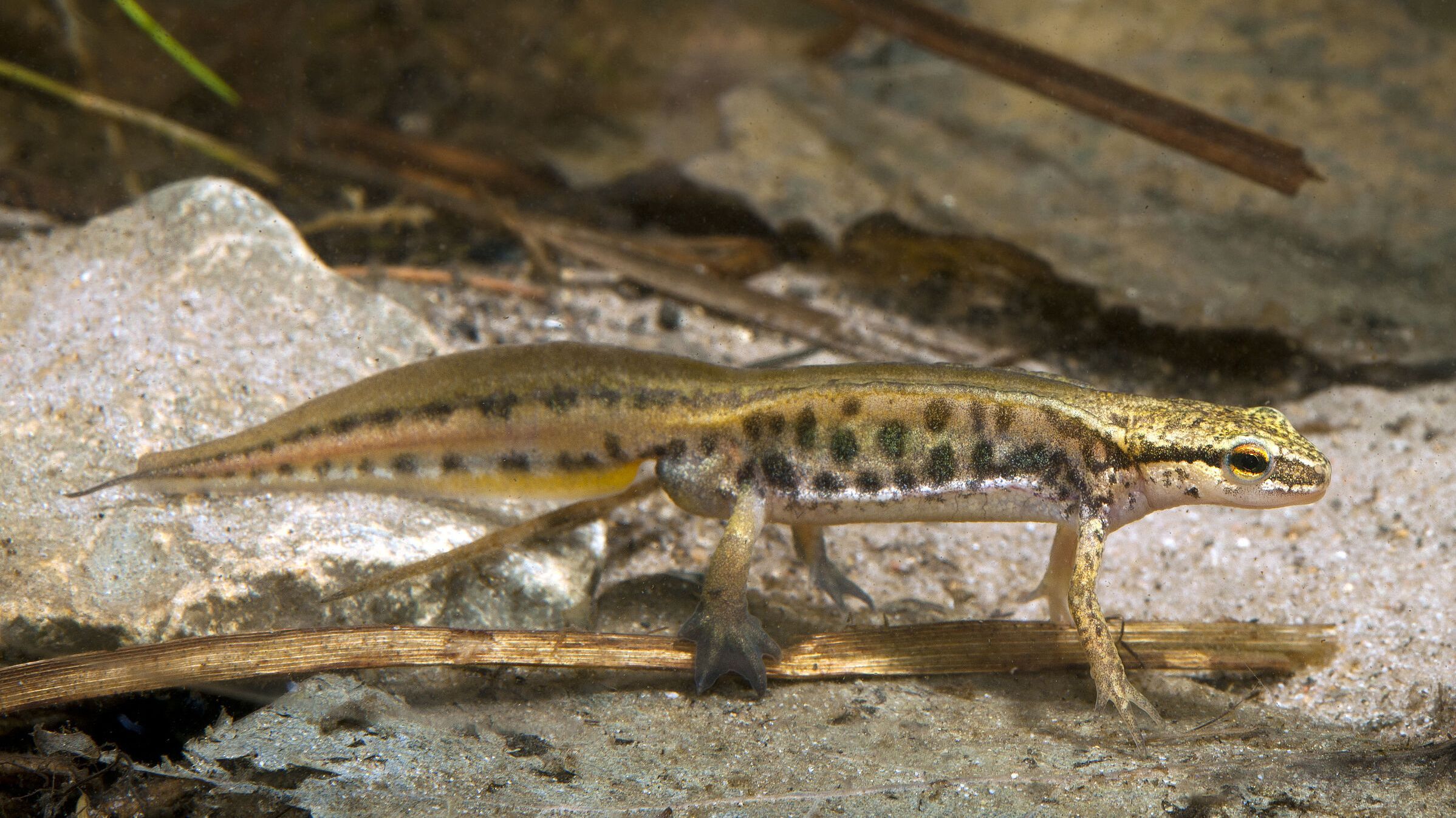 Fadenmolch in Wassertracht (Foto: bennytrapp - stock.adobe.com