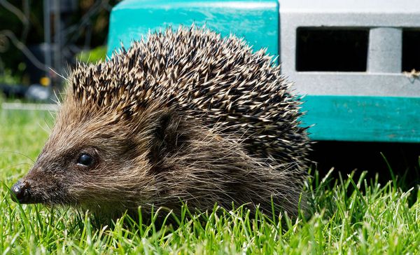 Mähroboter und Igel: Ein Igel sitzt vor einem herannahenden Mähroboter im Gras.
