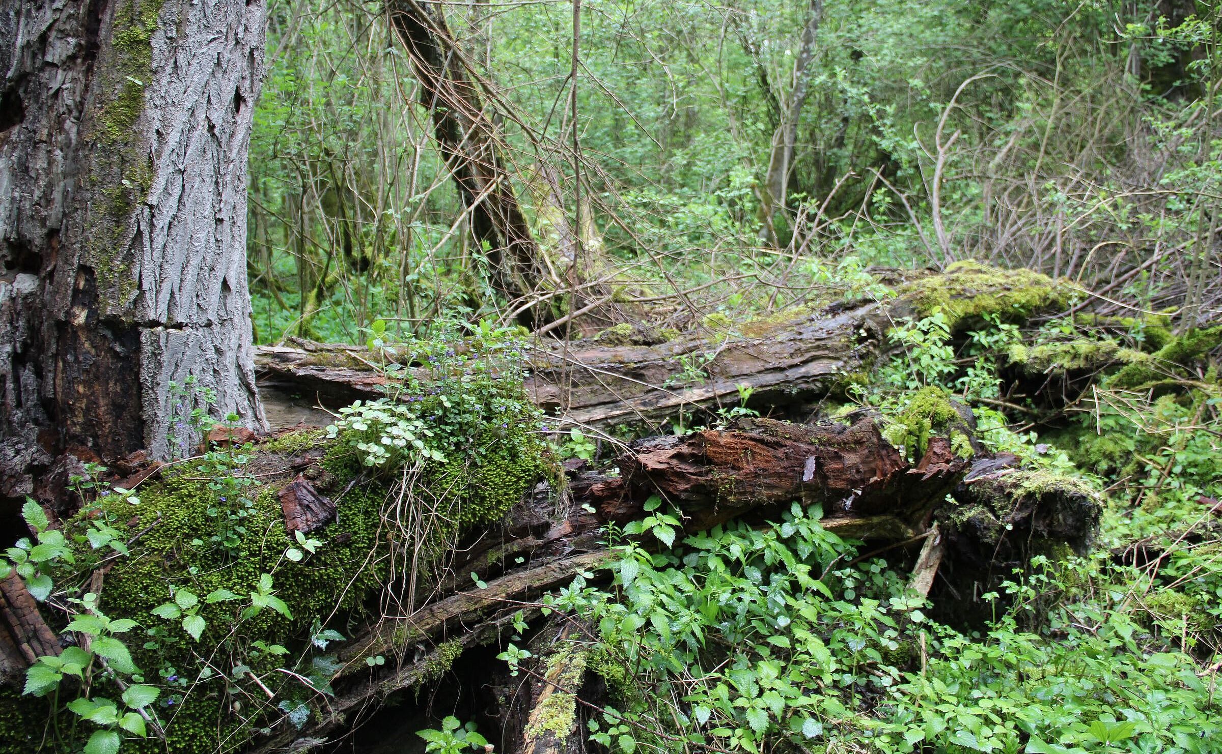 Liegende, moosbewachsene und stehende Baumstämme in einem dichten Wald. Auwald wie hier an der Salzach ist von hohem ökologischen Wert. (Foto: Beate Rutkowski) 