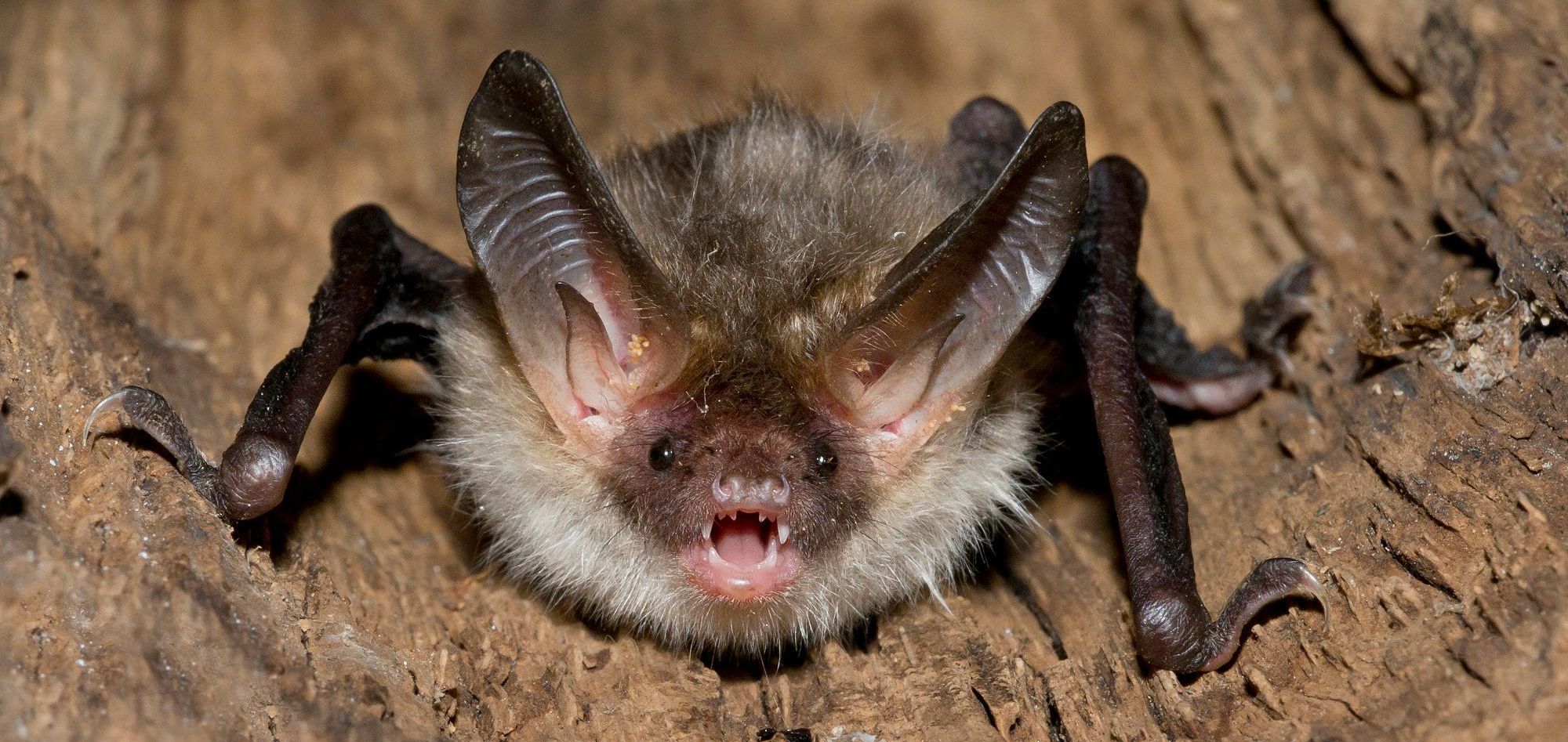 Eine sehr pelzige Fledermaus sitzt in einer Baumhöhle. Der Mund ist geöffnet, man sieht das Gebiss mit den Reißzähnen. Die gefährdete Bechsteinfledermaus braucht viele alte Höhlenbäume. Foto: AGAMI/stock.adobe.com