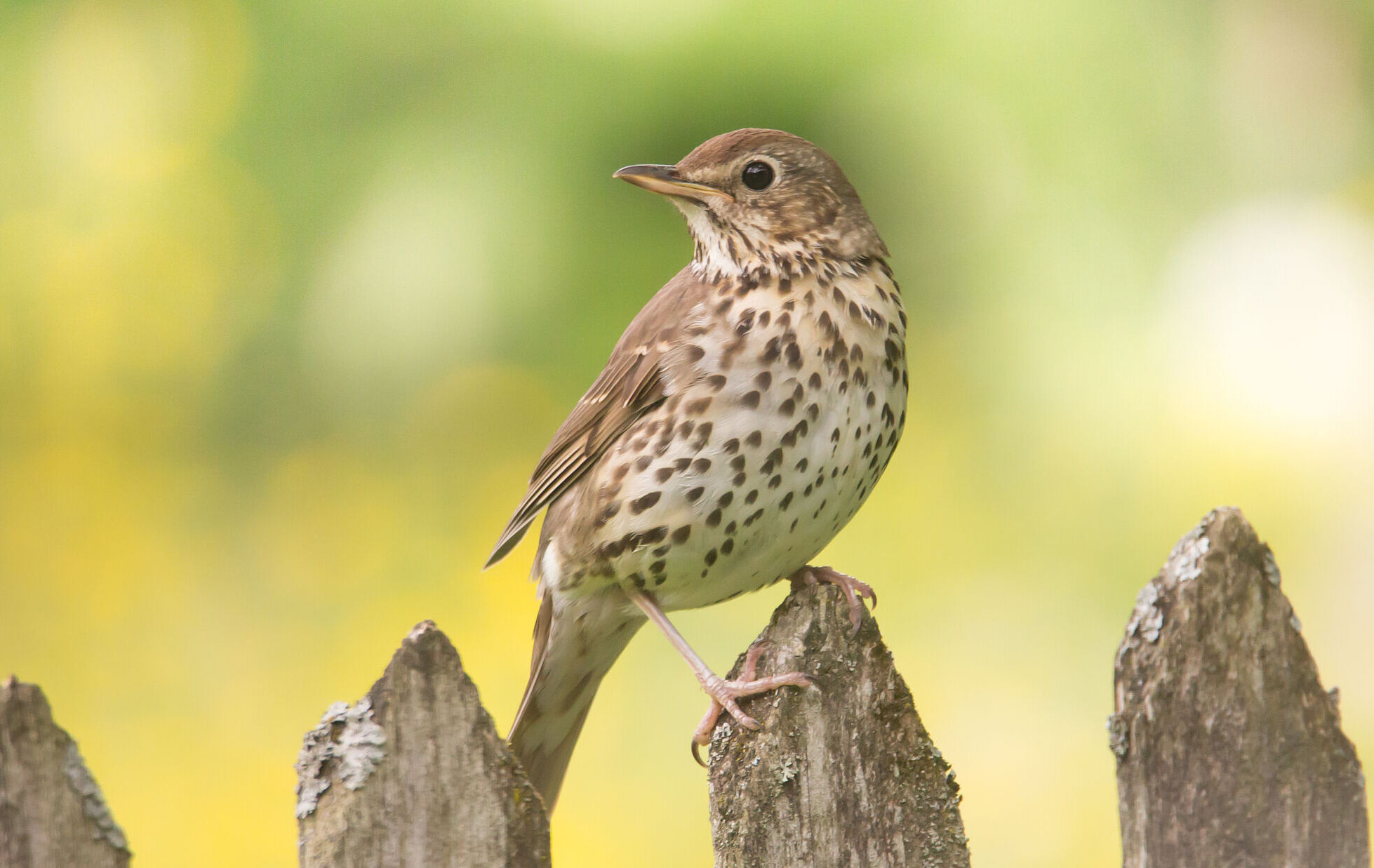 Eine Singdrossel sitzt auf einem Holzzaun. Die Singdrossel hat einen der schönsten und lautesten Gesänge unserer heimischen Vogelwelt. (Foto: Johannes Selmannsberger)