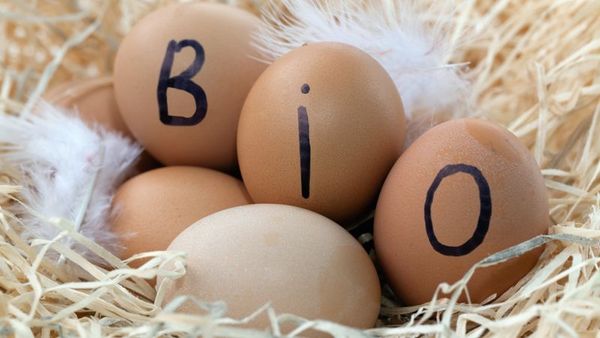 Ostern nachhaltig feiern: In einem Nest aus Stroh liegen fünf Eier, drei davon beschriftet mit den Buchstaben "B", "I" und "O" für "BIO".